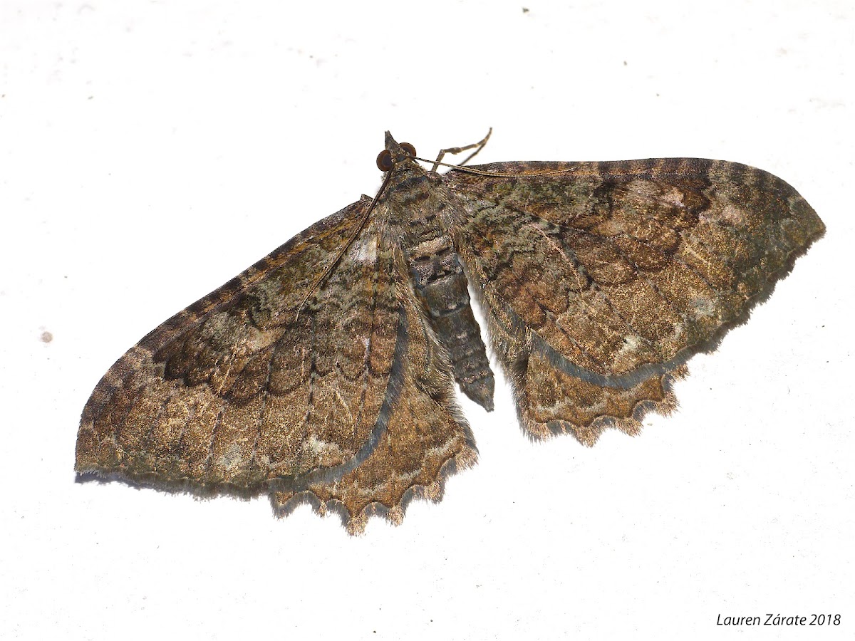 Noctuid Moth