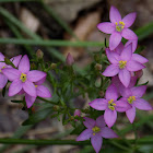 European centaury