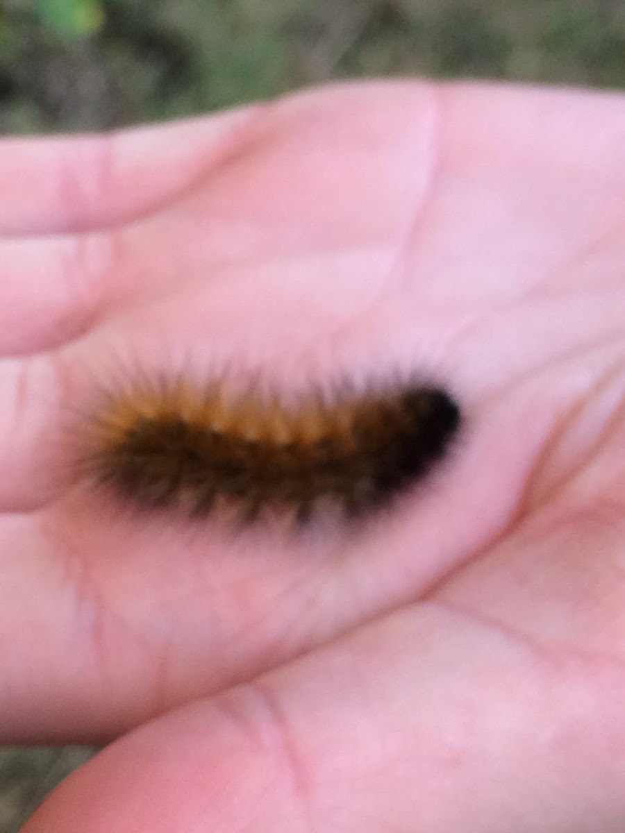 Caterpillar