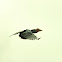 Silvey-cheeked Hornbill