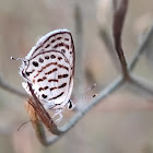 Striped Pierrot