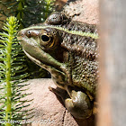 Iberian Water Frog