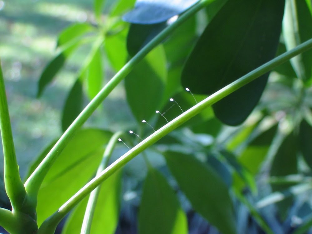 Flor de Udumbara, a flor celestial