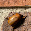 grapevine beetle