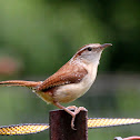 Carolina Wren