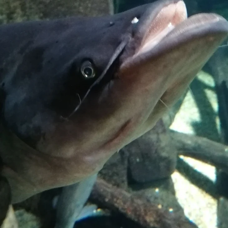 「川の「魚」「動物」水族館行ってみたよ！」のメインビジュアル