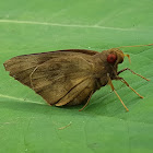 Skipper