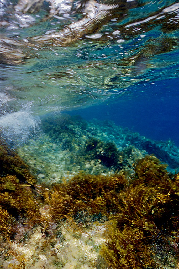 Underwater di Shark