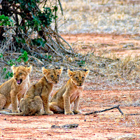 Three Lions di 