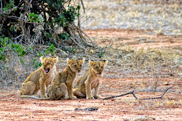 Three Lions di photofabi77