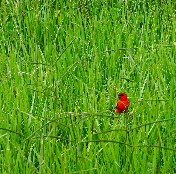 Red Bird... di Francesca Malavasi