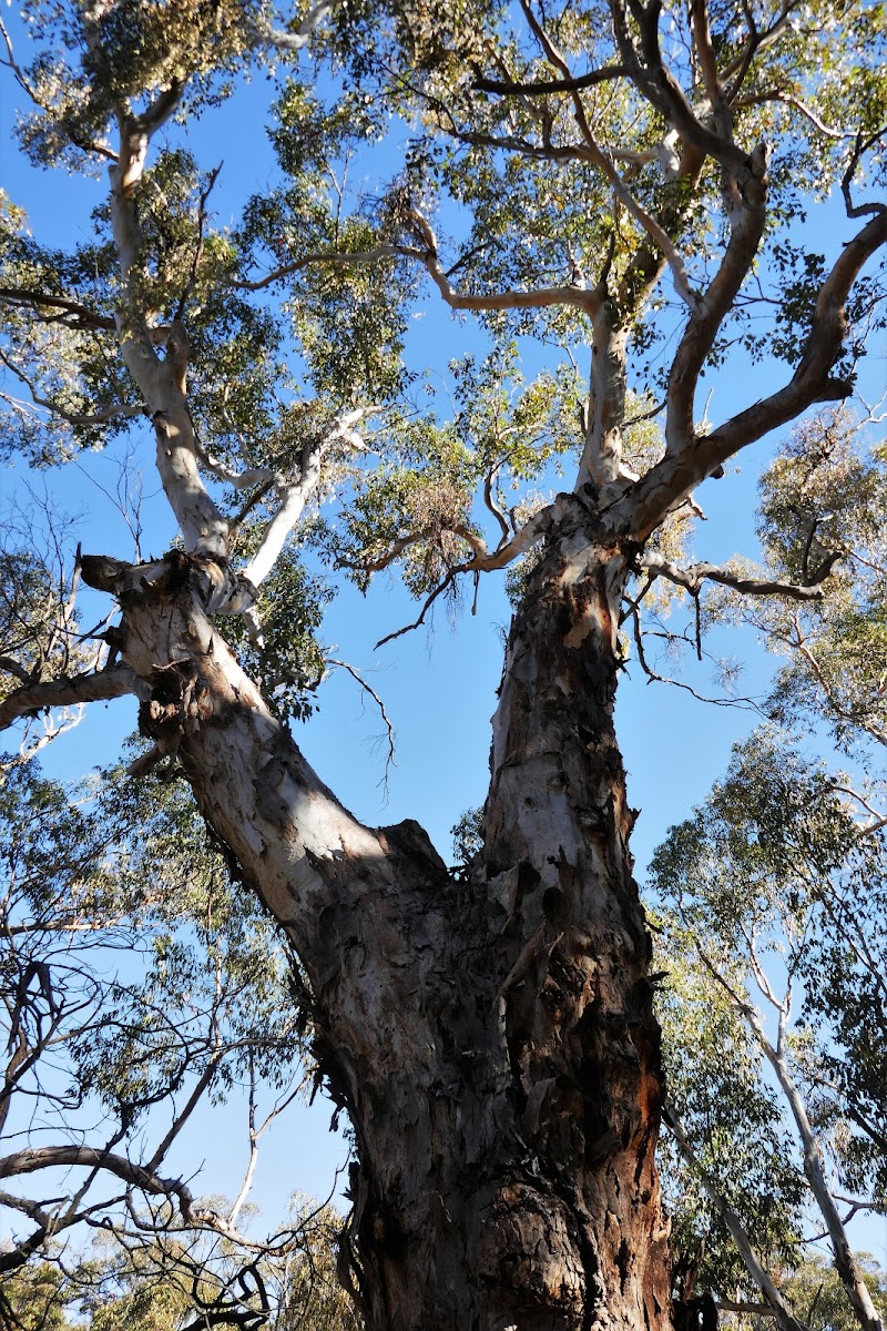 Mountain Blue Gum