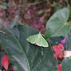 Crambid Snout moth