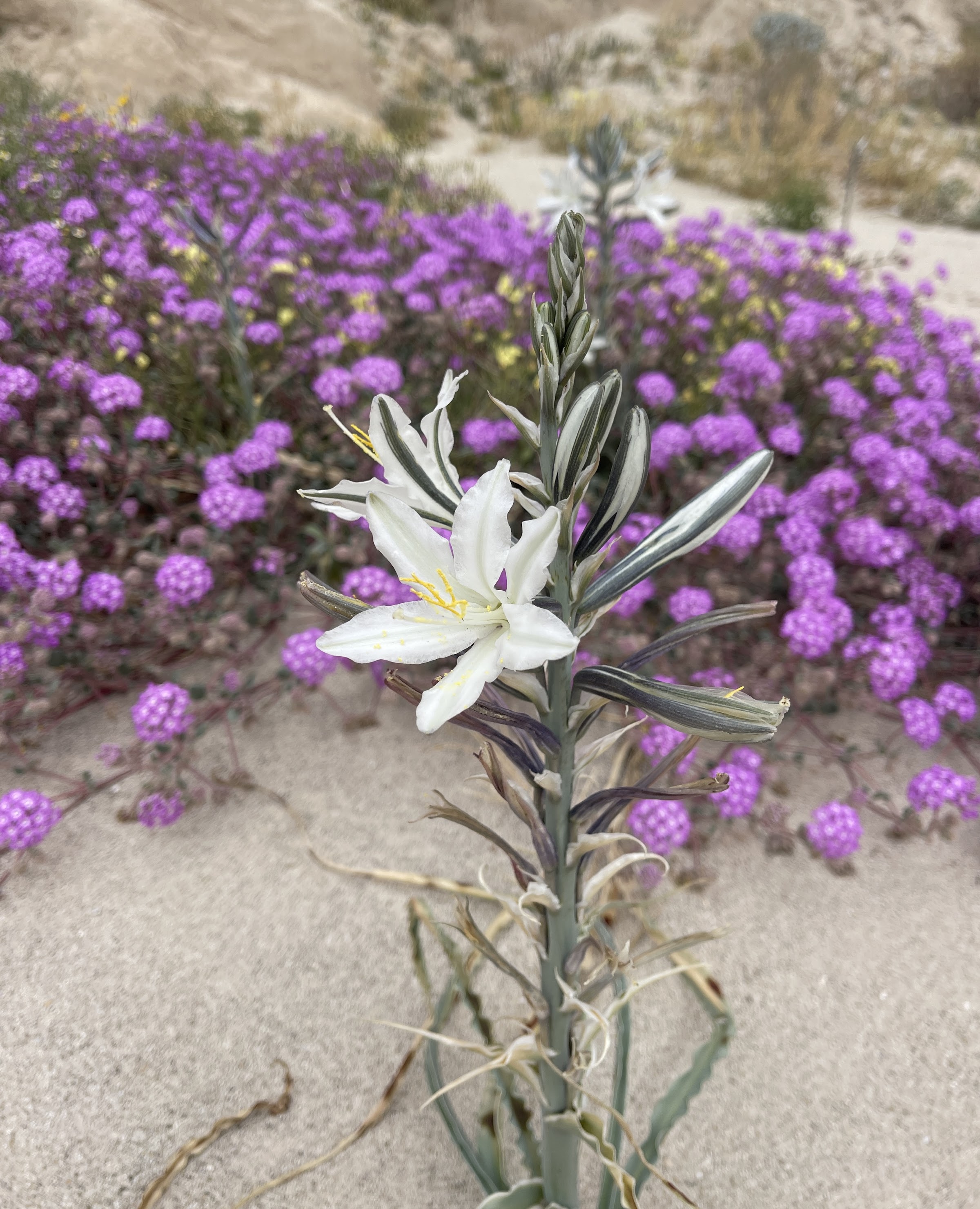 Desert Lily in the southern Anza Borrego Desert