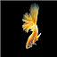 goldfish Themes & New Tab