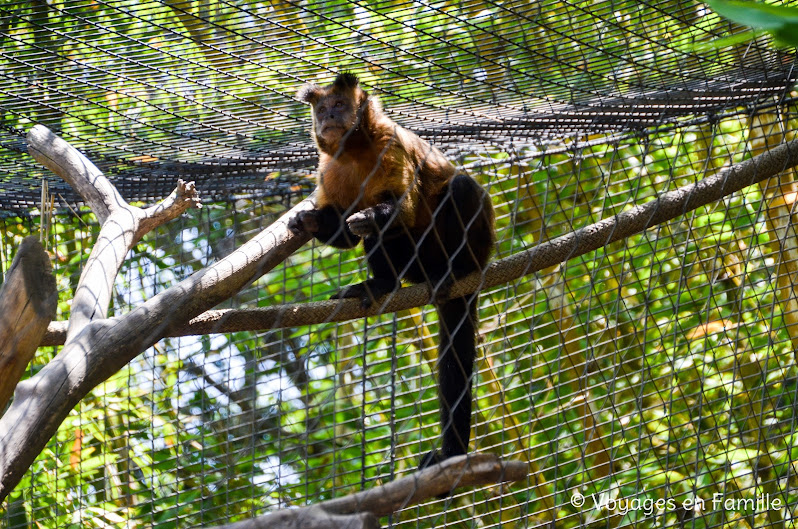 San Diego Zoo - lost forest monkeys