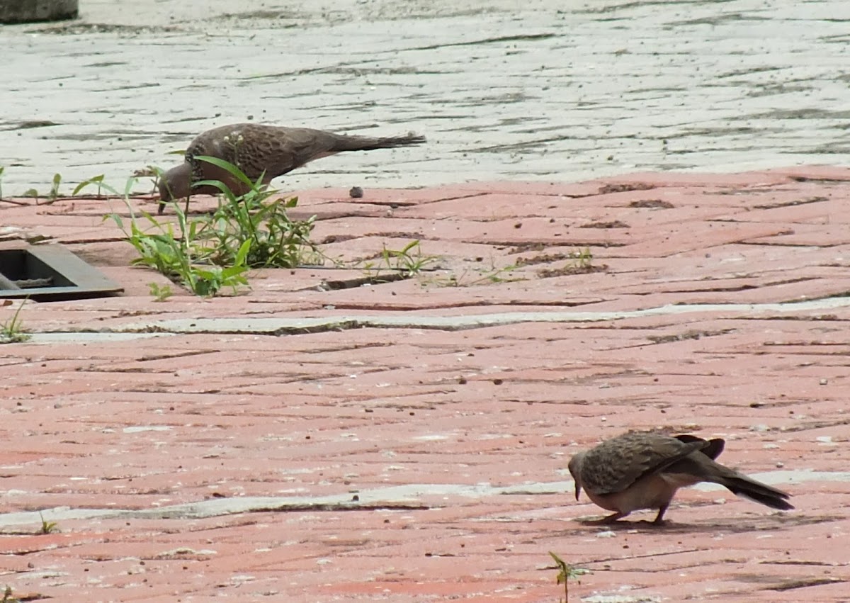 Spotted Dove