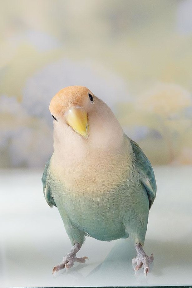 見ているだけで笑顔になれる 約1 8万人ものファンを持つ コザクラインコのしおりちゃんとの暮らし Trill トリル