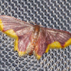 Stained Lophosis Moth (Marroon & Yellow Geometrid Moth 3)