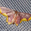 Stained Lophosis Moth (Marroon & Yellow Geometrid Moth 3)