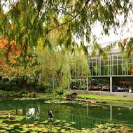 菁芳園 Tenway Garden／花園餐廳／落羽松