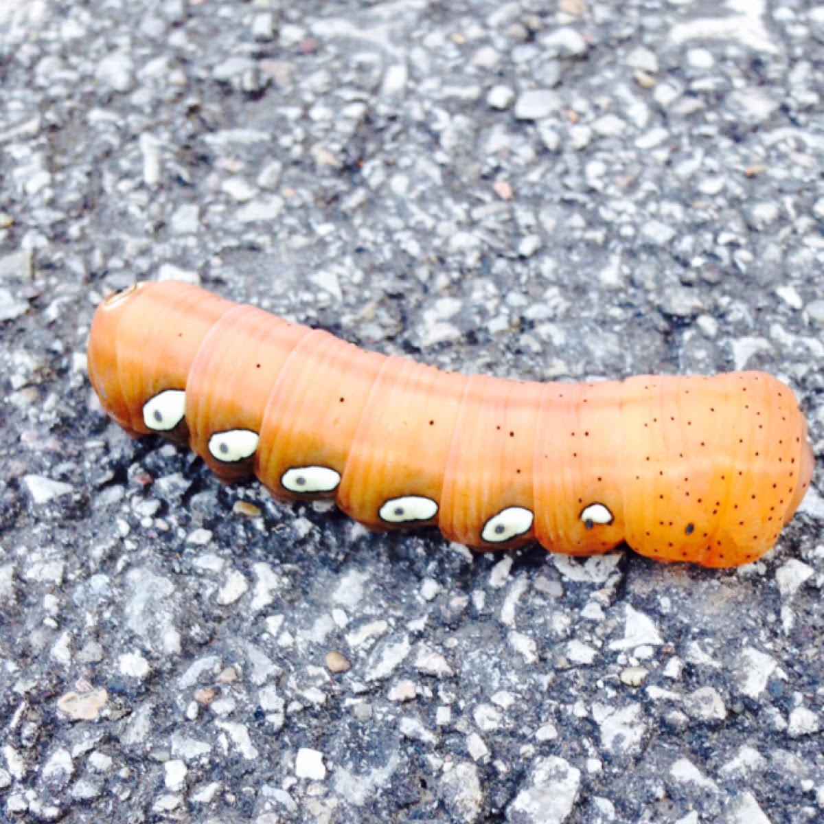 Pandorus Sphinx Moth Caterpillar