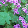 Purple Shamrocks