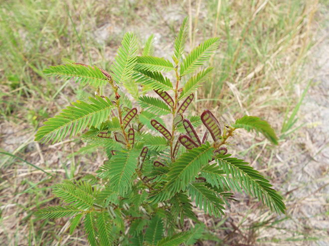 unknown plant