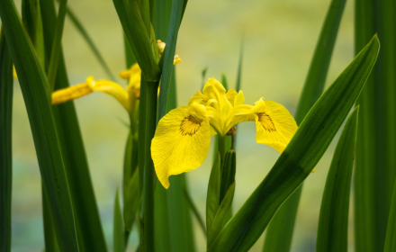 Yellow orchids small promo image