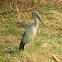 Asian Openbill Stork