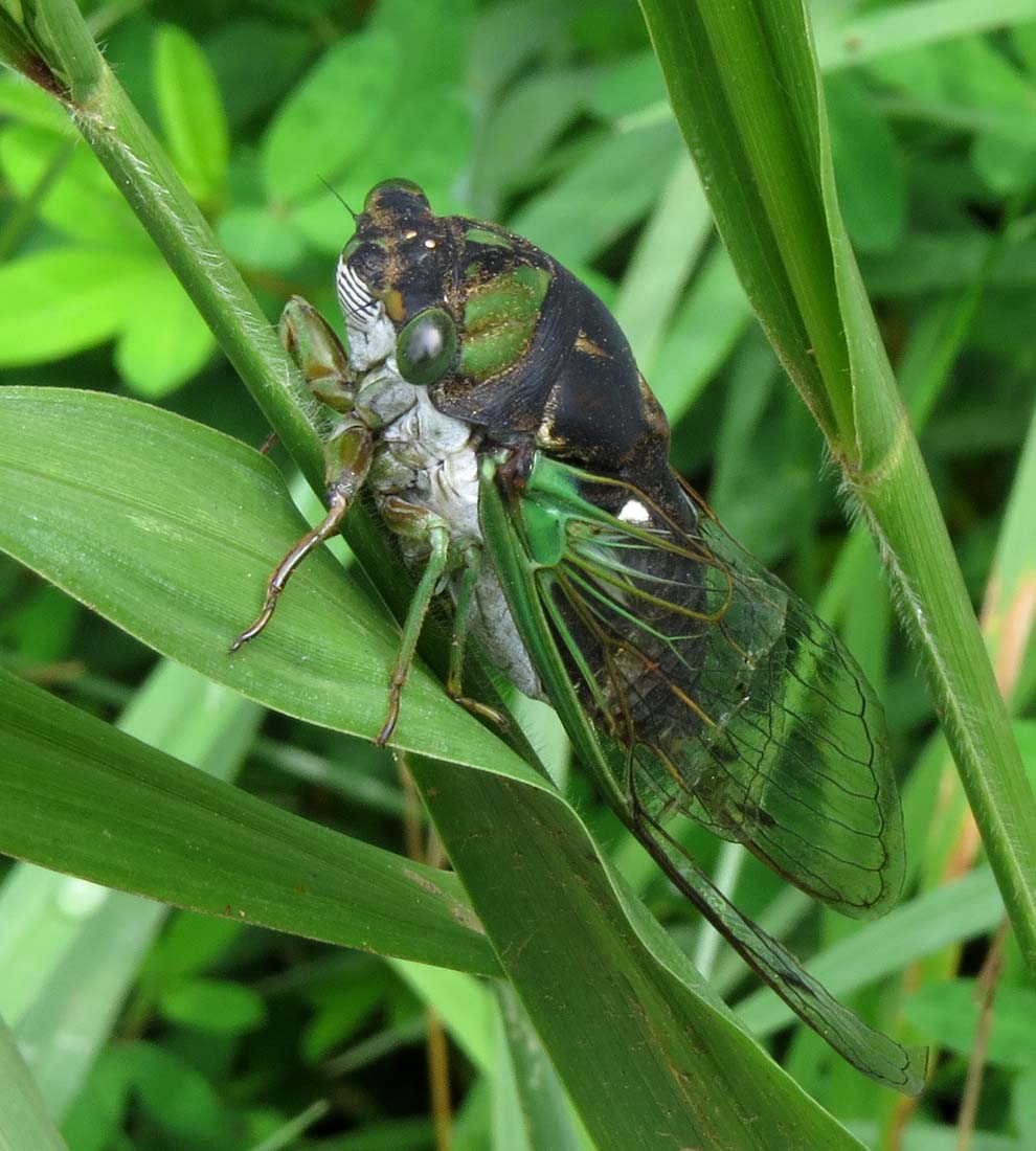 Dog-day Cicada