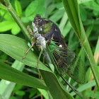 Dog-day Cicada