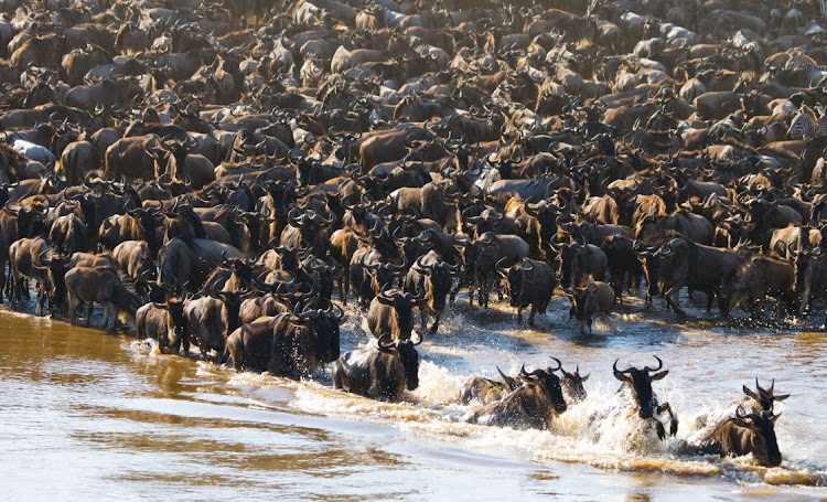 The number of Wildebeest crossing the Mara River during their migration is shrinking.