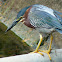 Green Heron