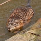 Muskrat