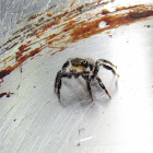 Jumping spider