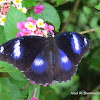 Blue Moon Butterfly