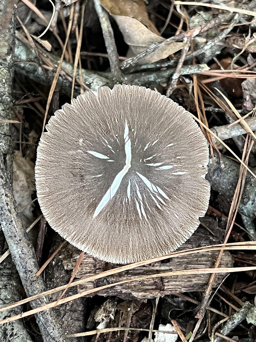 Mushroom