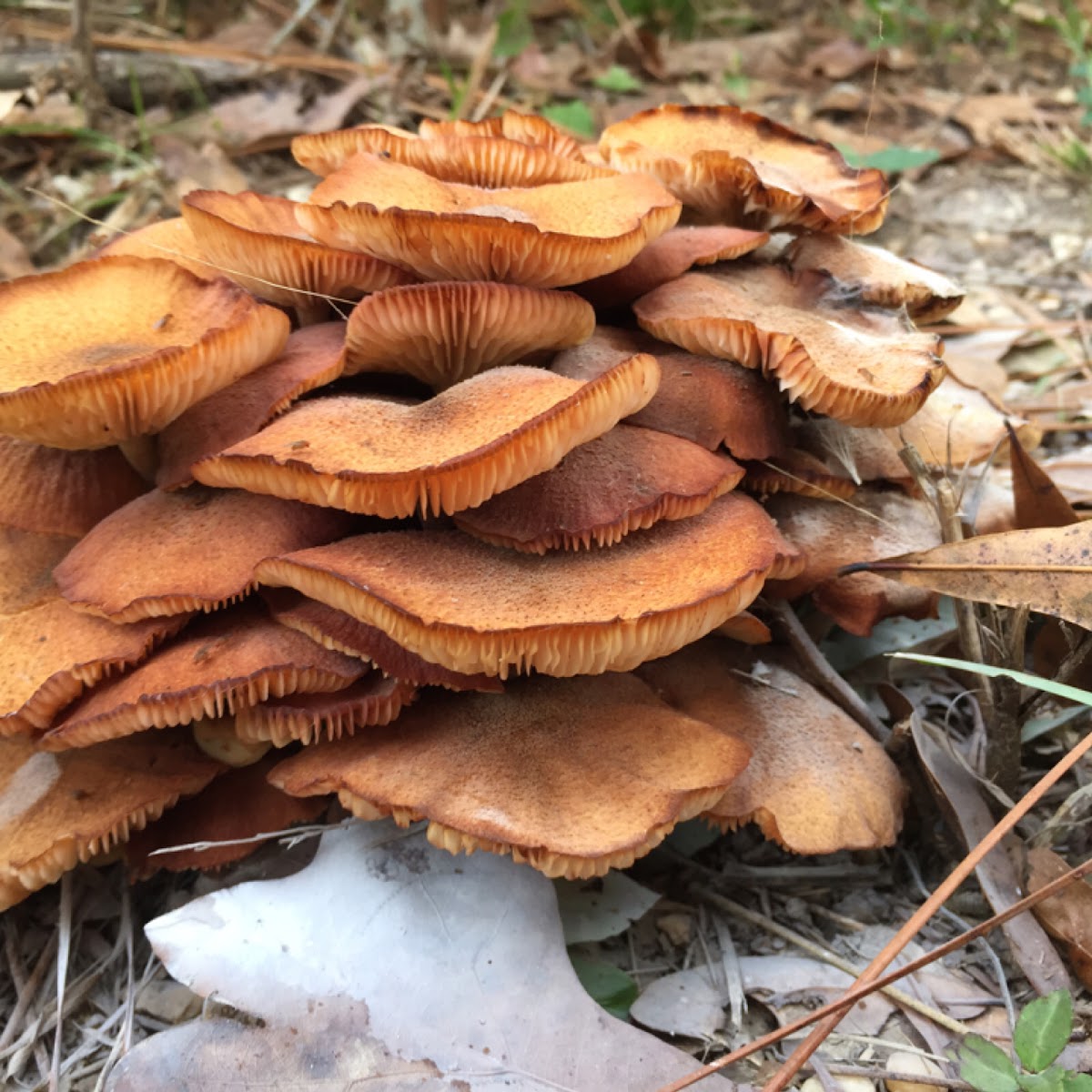 Honey mushrooms