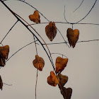 Rain tree seed pod