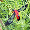 Scarlet-Bodied Wasp Moth