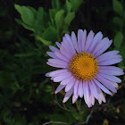 Subalpine daisy