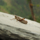 Rufous-legged Grasshopper