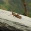 Rufous-legged Grasshopper