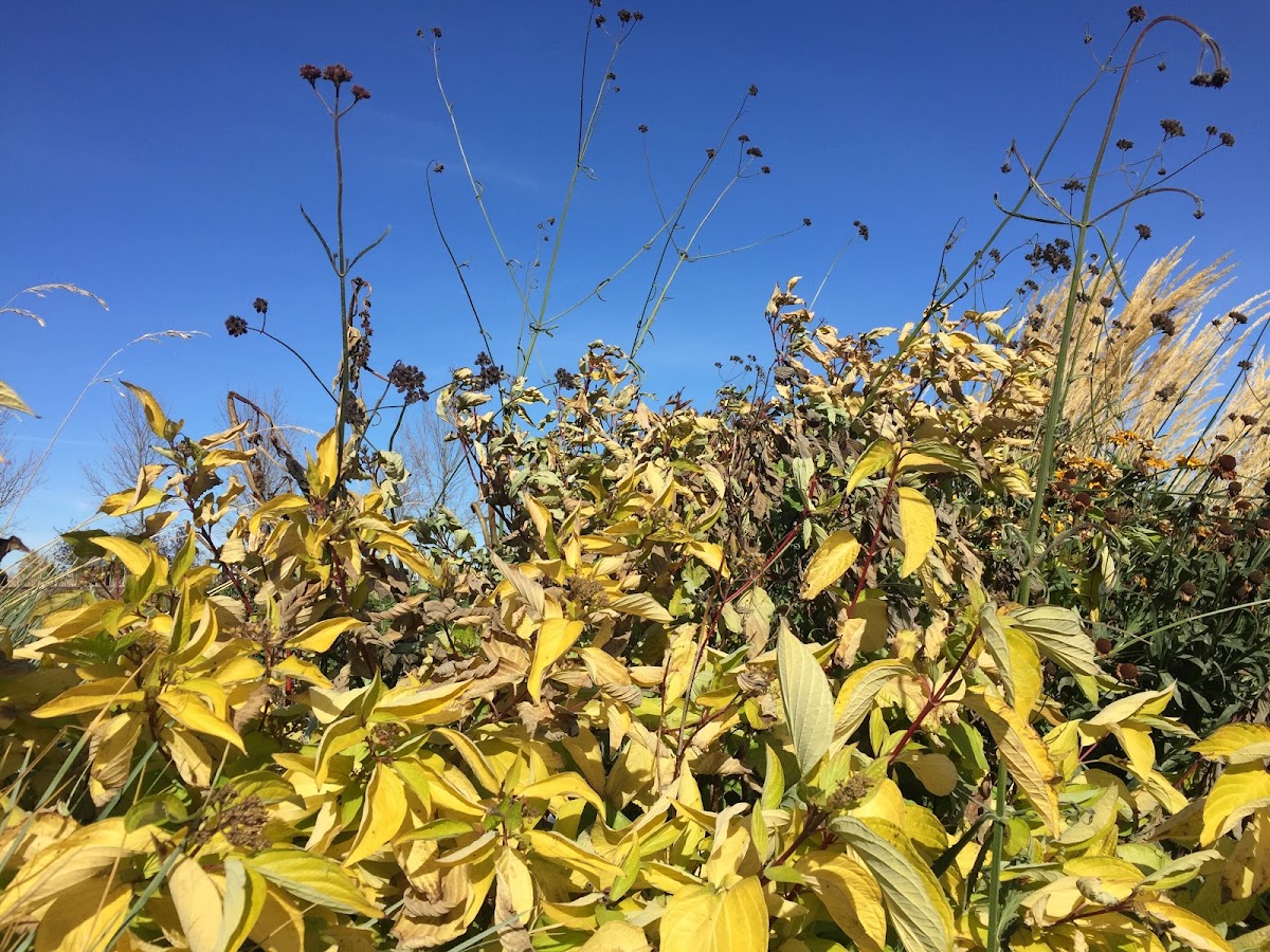 Siberian Dogwood