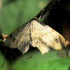 Geometrid Moth