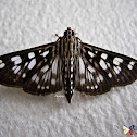 Crambid Moth