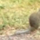 Grey ground squirrel