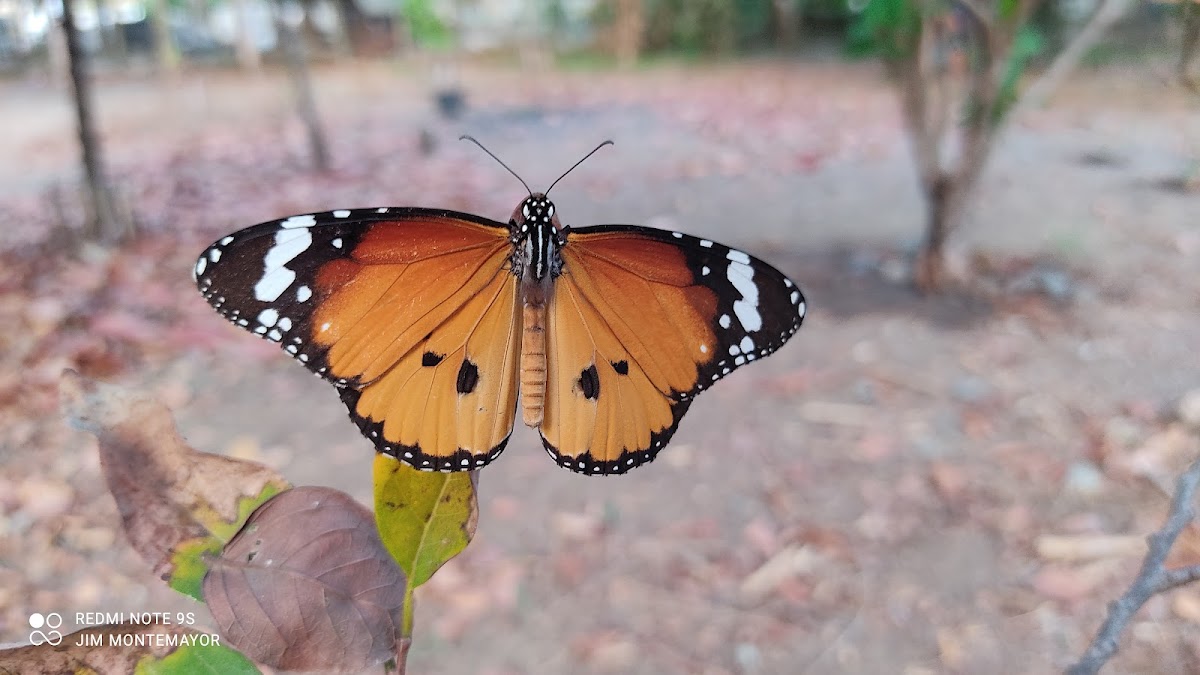 African Monarch/Plain Tiger Butterfly