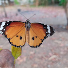 African Monarch/Plain Tiger Butterfly